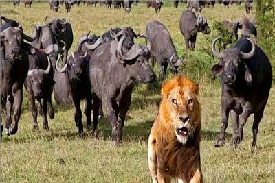  مستند حیات وحش؛ شیر رسید به بوفالو شد شیر پاکتی