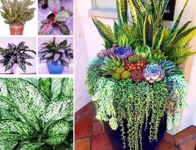  قشنگترین گیاهان آپارتمانی ساده؛ از برگ چرمی های گوشتی تا گیاه اکسیژن ساز دم مبلی