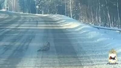  یک جغد زخمی توسط پلیس در بزرگراهی در منطقه آنگارا نجات داده شد