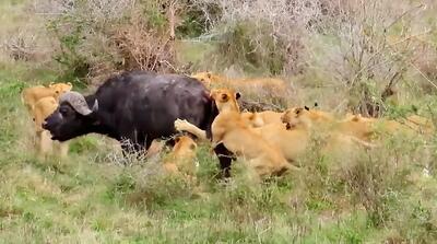  نجات معجزه‌آسای بوفالو از چنگال 17 شیر