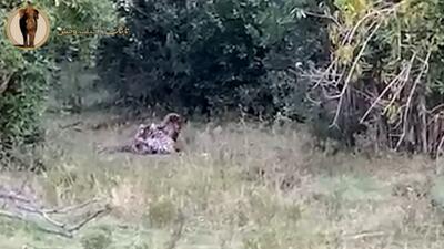 نبرد دیدنی مار پیتون با پلنگ را ببینید