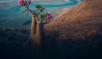 شطرنج انرژی در خلیج عدن| سقطری، مروارید یمنی در چنگال امارات