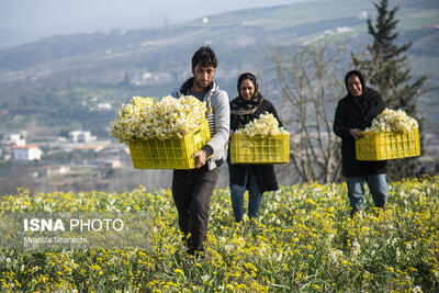 برداشت گل نرگس _ ساری