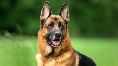 واکنش شما به حمله سگ هار چیست؟ +فیلم