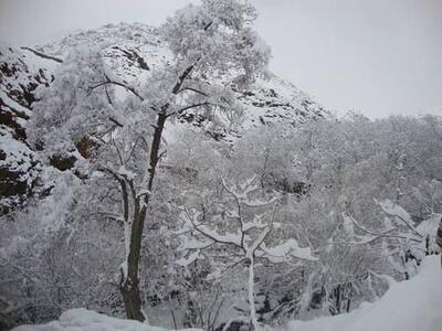 در درکه چه خبر است؟ از نجف دریابندری تا احمد محمود