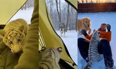 لحظه حمله گرگ و پناه‌گیری توله ببر سفید به چادر انسان