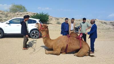 ارزیابی از ظرفیت‌های استان هرمزگان برای توسعه رشته شترسواری 