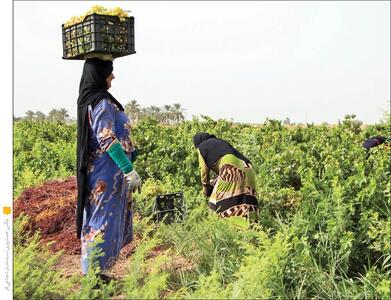 کوچ اجباری یا بازگشت به ریشه‌ها؟