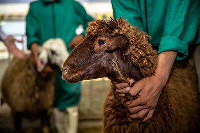 قیمت جدید دام‌زنده ۱۰ بهمن ماه ۱۴۰۴ اعلام شد/ قیمت گوشت عقب نشینی کرد + جدول