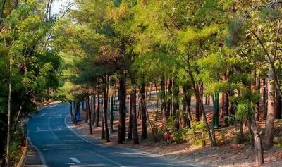 کاشت ۲۵ هزار اصله درخت در بوستان جنگلی چیتگر