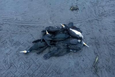 مرگ دسته‌جمعی پرندگان دریایی در ساحل انزلی؛ عامل انسانی است