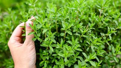 چگونه از آویشن استفاده کنیم؟ + فواید آویشن برای کاهش درد، اسپاسم عضلانی و دردهای قاعدگی