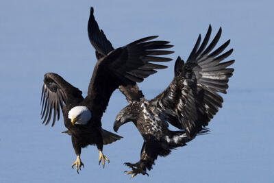 عکس های منتخب حیات وحش هفته جهان