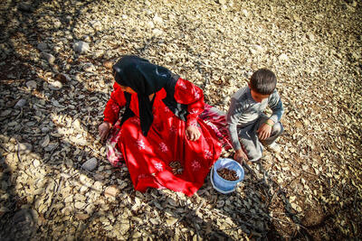 بلوط‌ها قربانی مشکلات معیشتی شدند