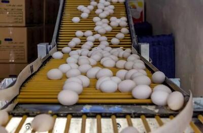 قیمت تخم مرغ در بازار امروز ۱۰ بهمن ۱۴۰۴