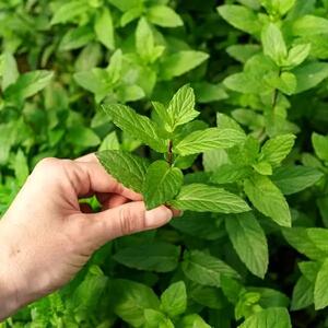  شاه‌گیاه درمانی ضدباکتریایی، ضدقارچی و ضدویروسی درمان دردهای گوارشی، کاهش نفخ و درمان اسهال