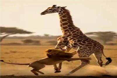  بر مدار وحش؛ آبلمبو شدن شیر شقی زیر پاهای دراز ناز زرافه