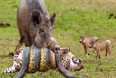  مستند حیات وحش؛ گراز پلنگ انداخت جلو پیتون خودشو نجات بده