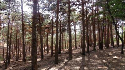 کاشت ۲۵ هزار اصله درخت در بوستان چیتگر به مناسبت نیمه شعبان