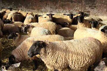 قیمت جدید دام زنده+ جدول