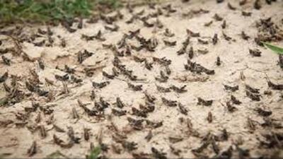 احتمال ۶۰ درصدی حمله ملخ صحرایی به کشور وجود دارد
