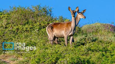 گام‌های سازمان محیط‌زیست برای هوشمندسازی حفاظت از مناطق
