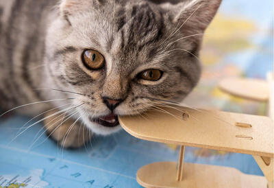  بیماری های شایع حیوانات خانگی