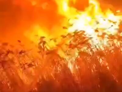  فرماندار رباط کریم: دود اطراف پرند مربوط به آتش سوزی در نیزارهای خشک است