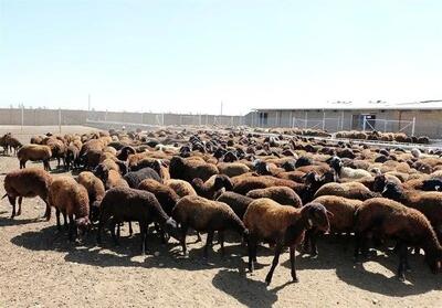 قیمت دام زنده امروز شنبه ۱۱ بهمن ۱۴۰۴