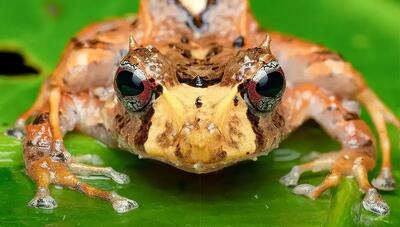  تصاویر؛ قورباغه شاخ‌دار افسانه‌ای در قاب ماکرو