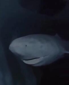  راز عمر 400 ساله پیرترین کوسه جهان چیست؟