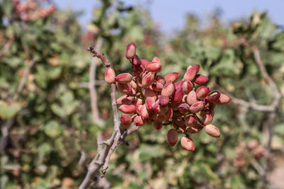 رشد ۸۰ درصدی صادرات پسته ایران