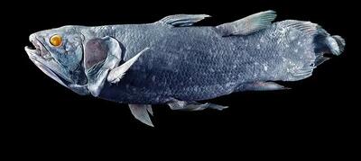 کشف هیولایی که تصور می‌شد میلیون‌ها سال قبل منقرض شده است | عکس