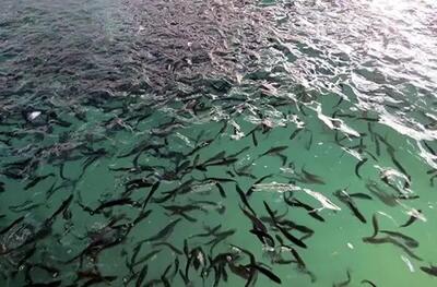  ۹ طرح شیلاتی در گیلان افتتاح می شود