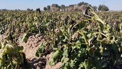  ایجاد خسارت به 994 هکتار از مزارع استان بوشهر بر اثر سرمازدگی / حدود 12 هزار و 800 تن محصول از بین رفته است