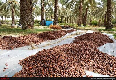  توسعه پوشش بیمه‌ای باغات و نخلستان‌های آبادان، خرمشهر و شادگان