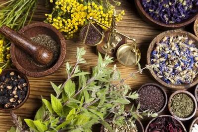  خدابنده پیشتاز کشت گیاهان دارویی در زنجان