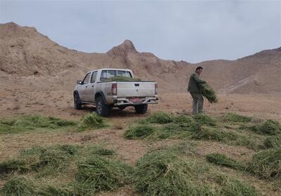  حیات وحش شاهرود در سرمای زمستان با نذر طبیعت زنده ماند