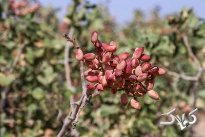 رشد ۸۰ درصدی صادرات پسته ایران - مجله اینترنتی کولاک