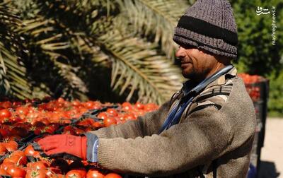 عکس/ برداشت گوجه فرنگی خارج از فصل در بردخون