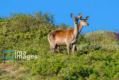 گام‌های سازمان محیط‌زیست برای هوشمندسازی حفاظت از مناطق 