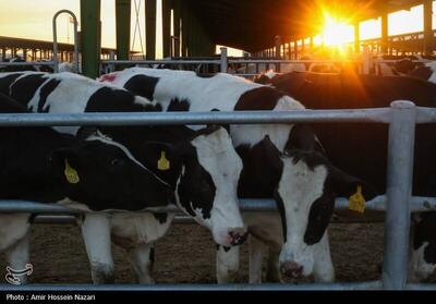 تولید دام سنگین در کشور افزایش یافت