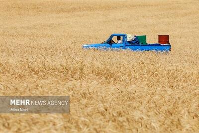 دردسرهای بیمه اجباری گندمزارها؛ از سهم دولت تا حق کشاورزان