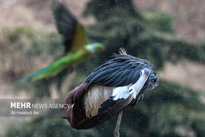 باغ پرندگان