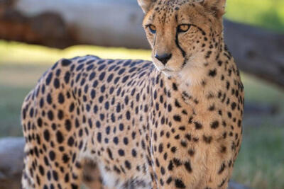 مشاهده یک قلاده یوزپلنگ در توران شاهرود