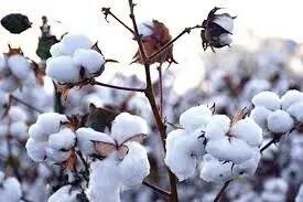 افزایش قیمت تخم پنبه به بیش از ۶۰ هزارتومان