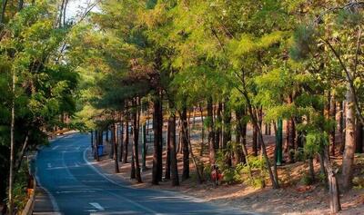 کاشت ۲۵ هزار اصله درخت در بوستان جنگلی چیتگر/انتخاب گونه‌های مقاوم و سازگار با اقلیم منطقه