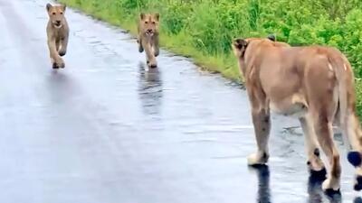  فیلم دیدار دوباره شیر مادر و توله‌ها پس از سیل