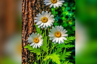  فال حافظ امروز 11 بهمن با تفسیر