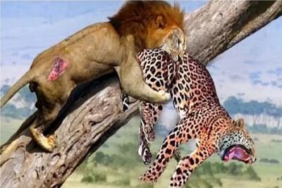  مستند حیات وحش؛ پلنگ شکارو برد رو درخت با کسی سهیم نشه شیر فناش داد